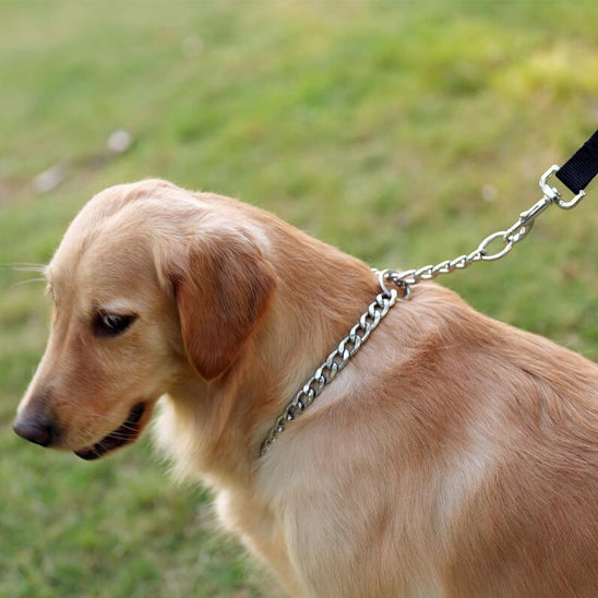 Collier de dressage pour chien/CollarMetalâą