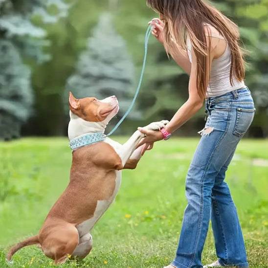 collier chien