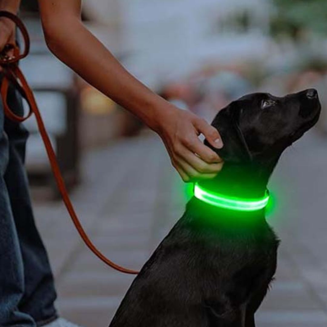 Collier chien lumineux /SafetyBandâą