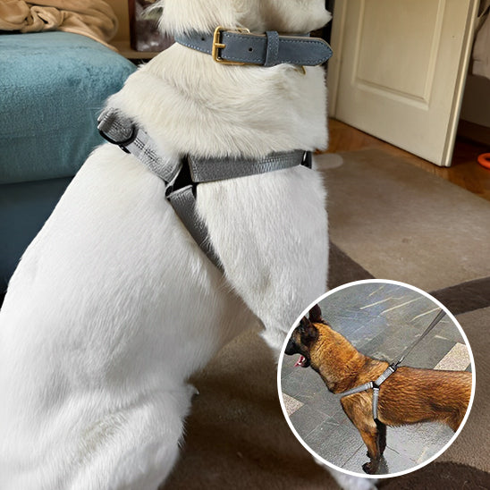 harnais chien Y/ BretellesSuspendes âą