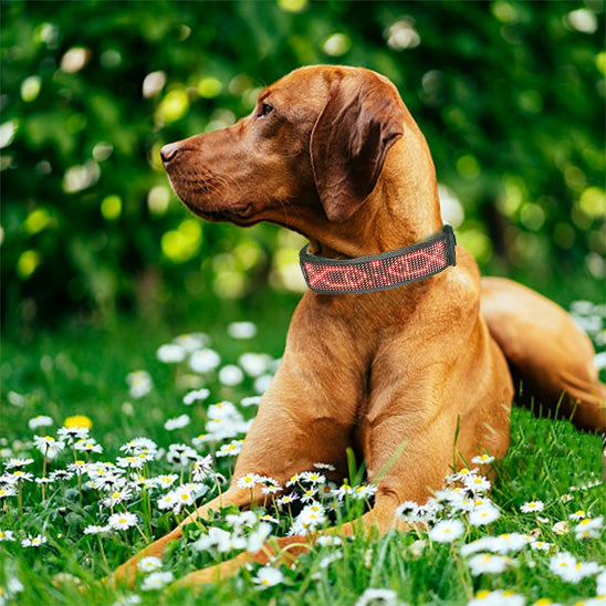 Collier lumineux chien/BlueColar âą