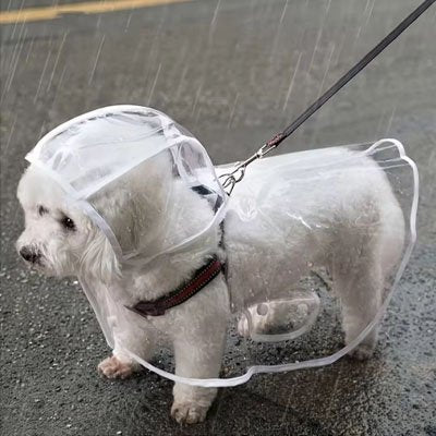Imperméable pour chien sur bichon blanc laisse et harnais