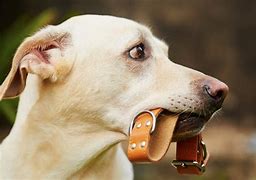 Collier chien- choisir le bon collier.