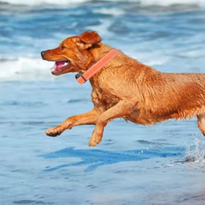 Collier de Dressage pour Chien / Vibrant ViibratingTower ™