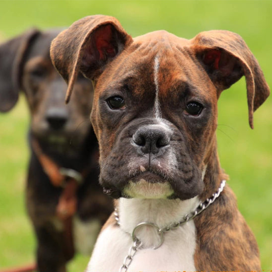 Collier de dressage pour chien/CollarMetal™