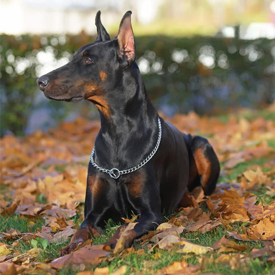 Collier de dressage pour chien/CollarMetal™