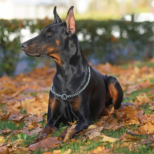 Collier de dressage pour chien/CollarMetal™