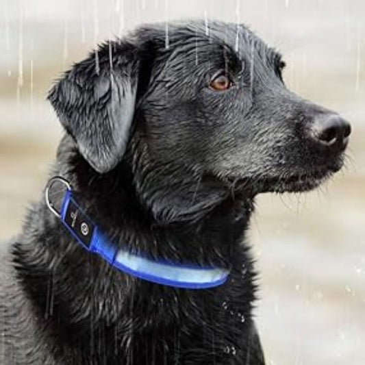 Collier chien lumineux /SafetyBand™