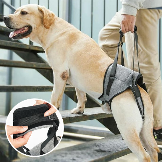 Harnais pour chien soutien pattes arrière/ SupportLeg ™