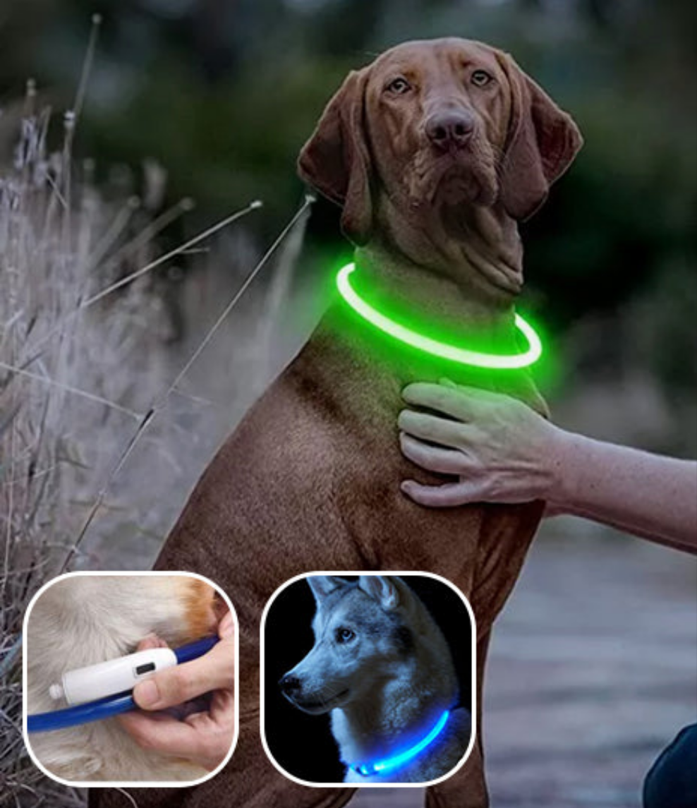Collier Chien Lumineux/ MagicCircle™