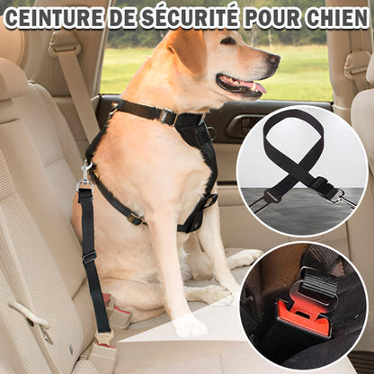 Laisses pour Chien ceinture sécu / SafeWalks™