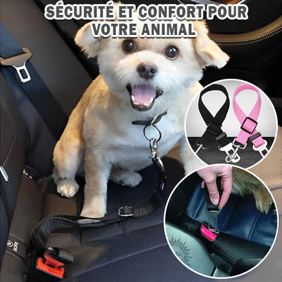 Laisses pour Chien ceinture sécu / SafeWalks™