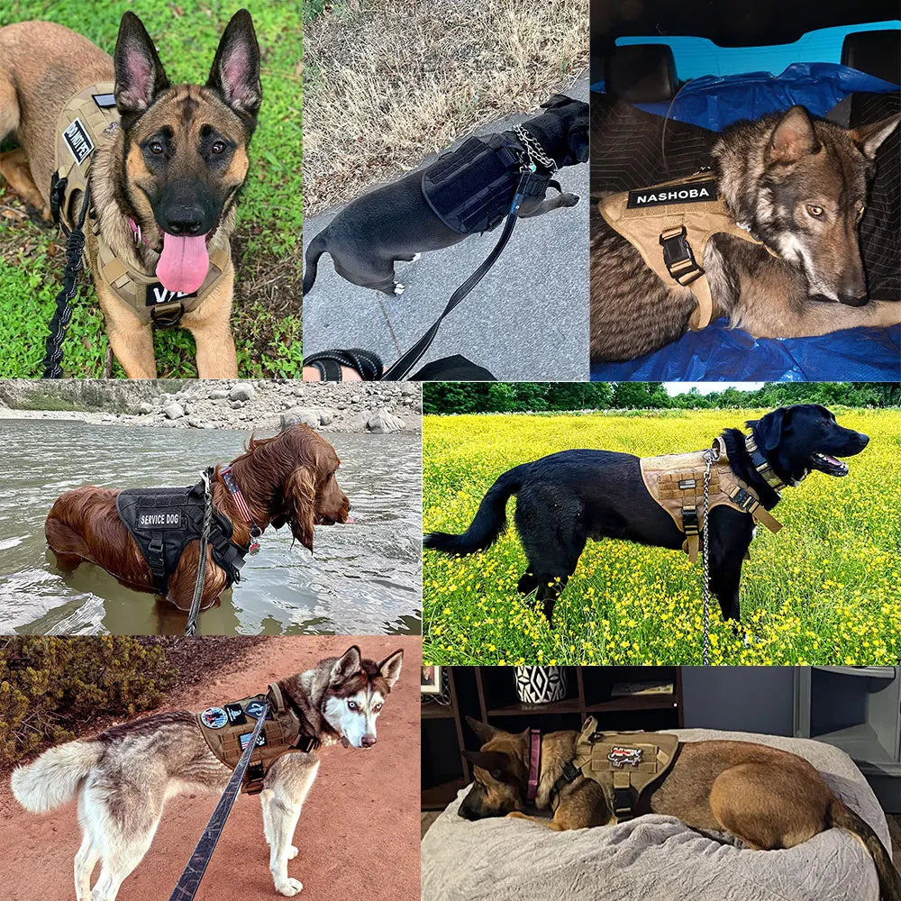 Le harnais chien idéal/HarnessVest ™