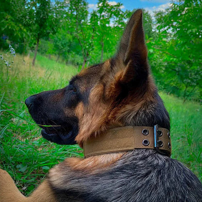 Collier chien tactique/TacticalCollar™