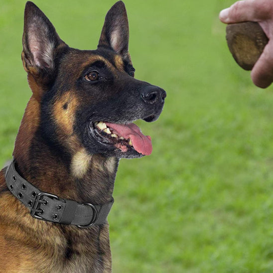 Collier chien tactique/TacticalCollar™