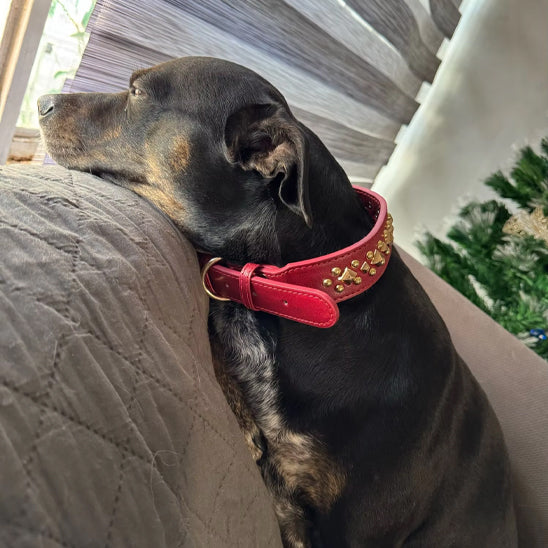 Collier Chien / Cuir Clouté StuddedLeather™