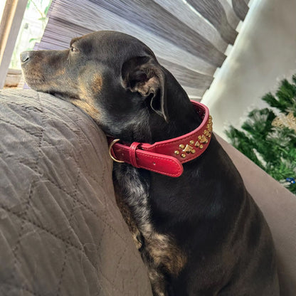 Collier Chien / Cuir Clouté StuddedLeather™