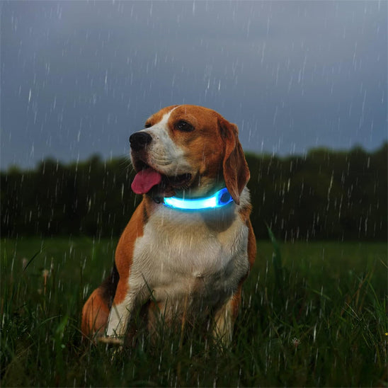 Collier Lumineux Chien/ LumiBand ™