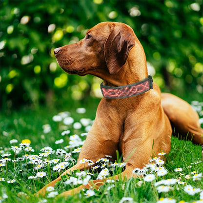 Collier lumineux chien/BlueColar ™