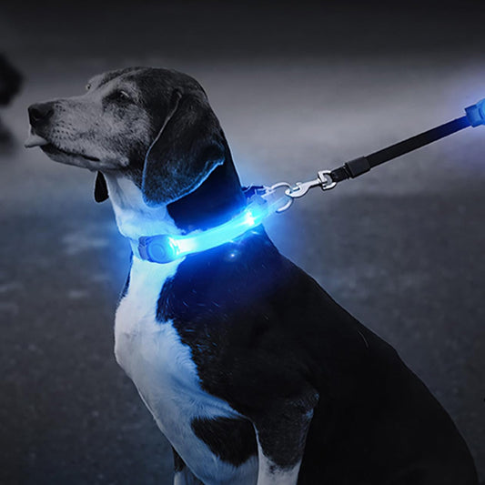 Collier Lumineux Chien/ LumiBand ™