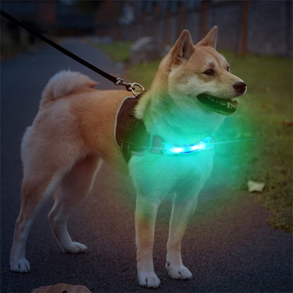 Collier Lumineux Chien/ LumiBand ™