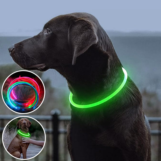 Collier Chien Lumineux/ MagicCircle™