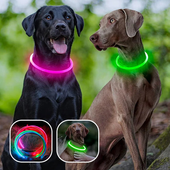 Collier Chien Lumineux/ MagicCircle™