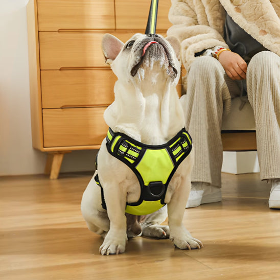 Harnais chien  réfléchissant SafetyHarness™