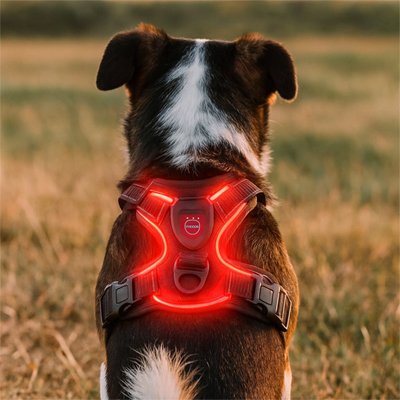 Harnais chien led rouge chien moyen de dos 