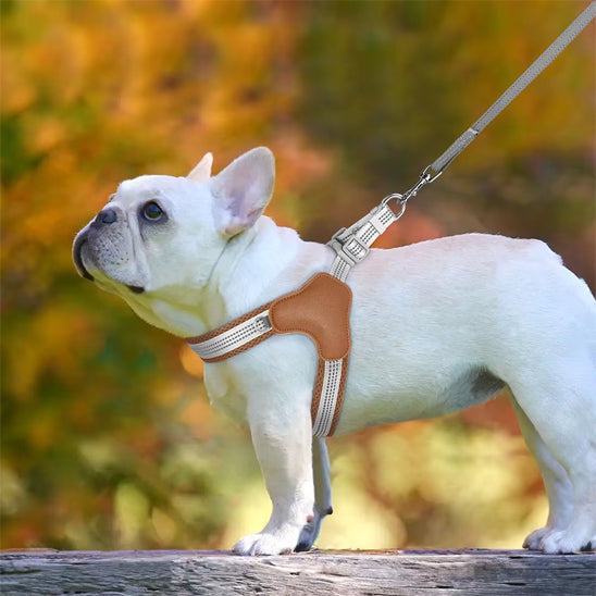 Harnais chien /mode/HarnessStyle™