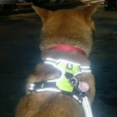 Harnais chien  réfléchissant SafetyHarness™