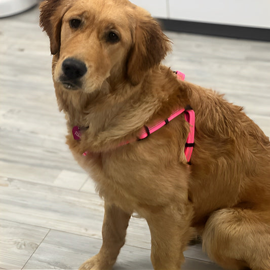 harnais chien Y/ BretellesSuspendes ™