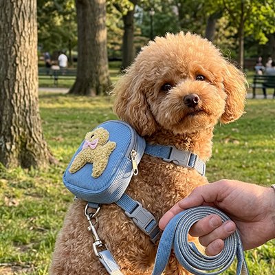 Harnais pour petit chien bleu avec laisse sur dis de petit caniche marron 