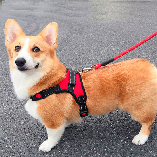 Harnais pour chien sans tirage/No-pullHarness™