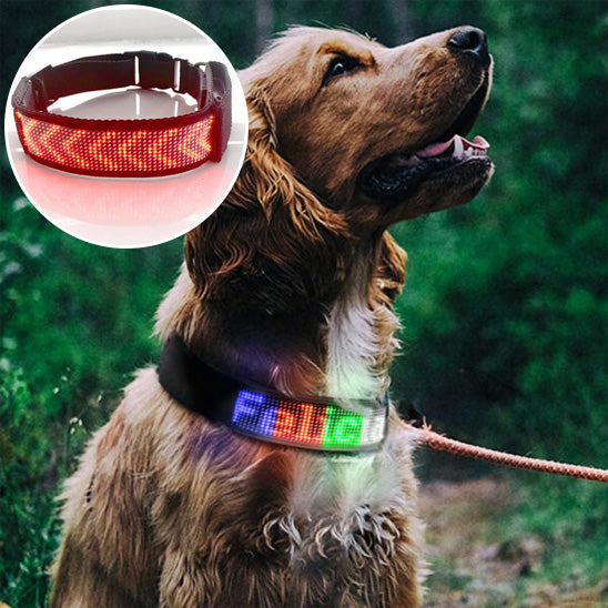 Collier lumineux chien/BlueColar ™