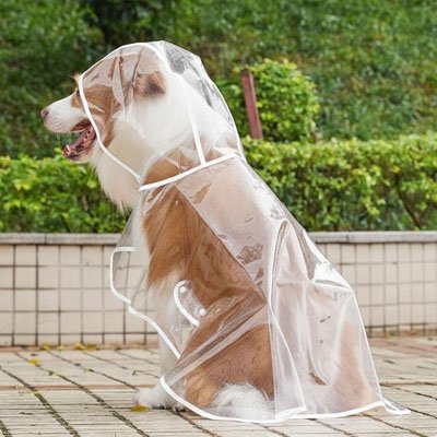Imperméable pour chien​ porté par un beagle