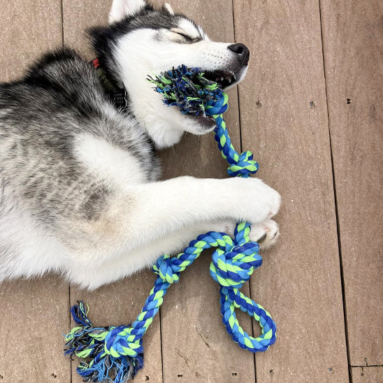 Jouet pour chien corde à dent/  DentalCorde™