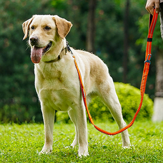 Laisse pour chien absorbe choc/VersatileLeash™