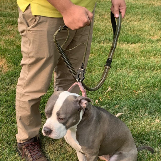 Laisse pour chien absorbe choc/VersatileLeash™