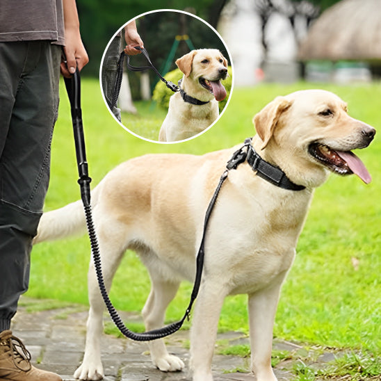 Laisse pour chien absorbe choc/VersatileLeash™