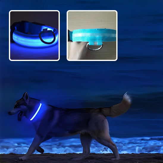 Collier chien lumineux /SafetyBand™