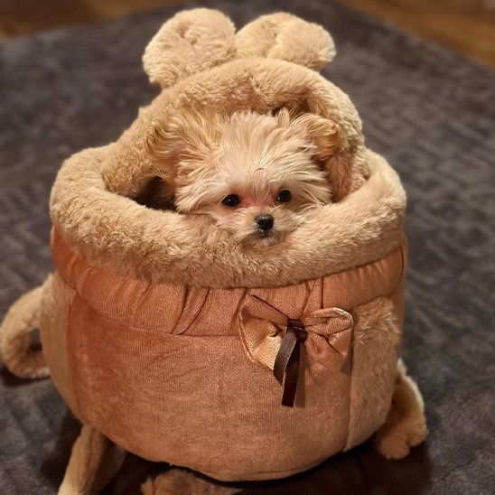 Sac de transport chien rose decore oreille et noeud sur avant posé a terre avec petit chien interieur 